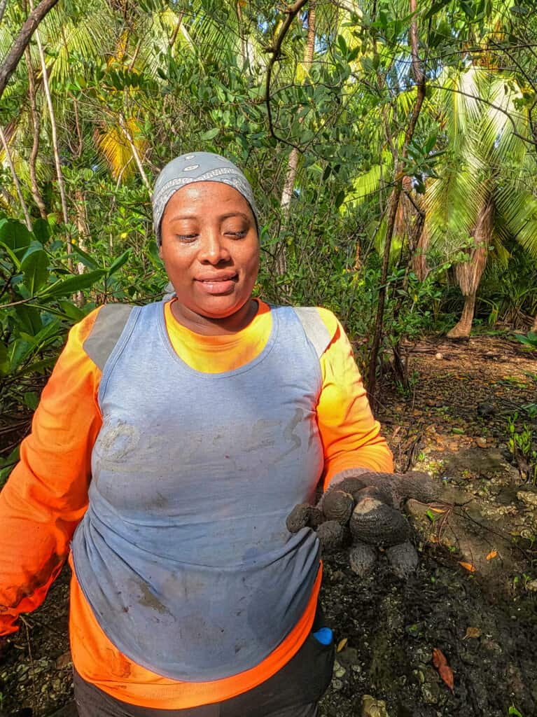 Recolección de concha negra en el manglar del Golfo de Montijo