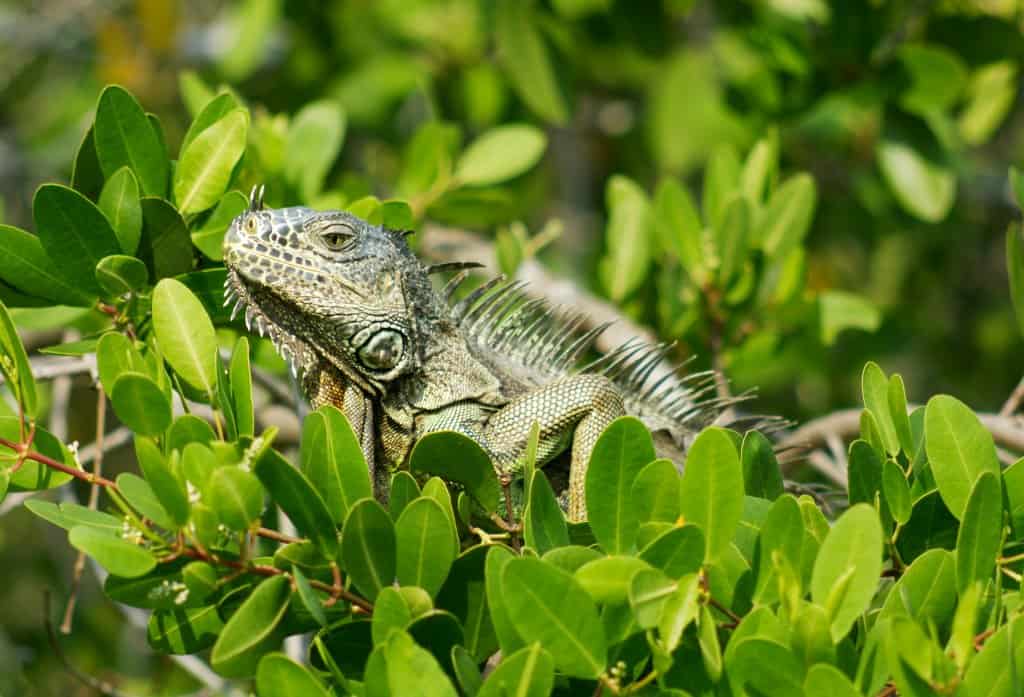 Green iguana resting on mangrove leaves in Panama