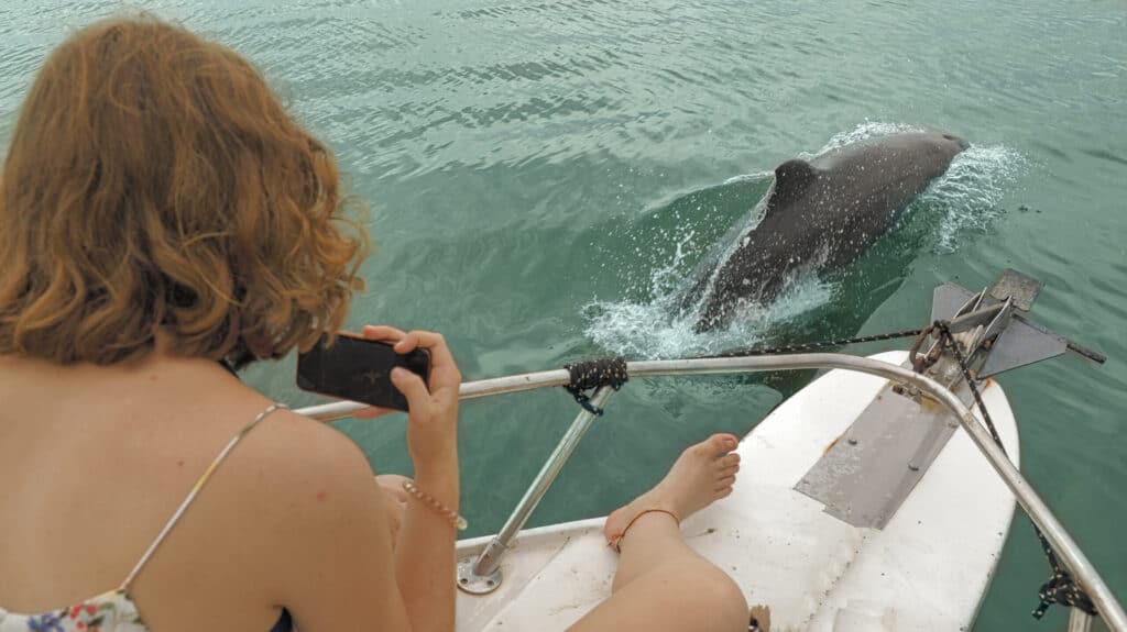 Avistamiento de delfines en bote privado en el Golfo de Montijo