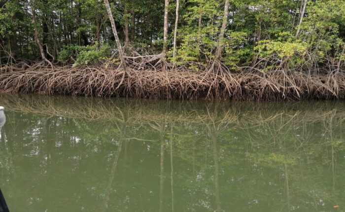 Gulf of Montijo's Mangrove Roots