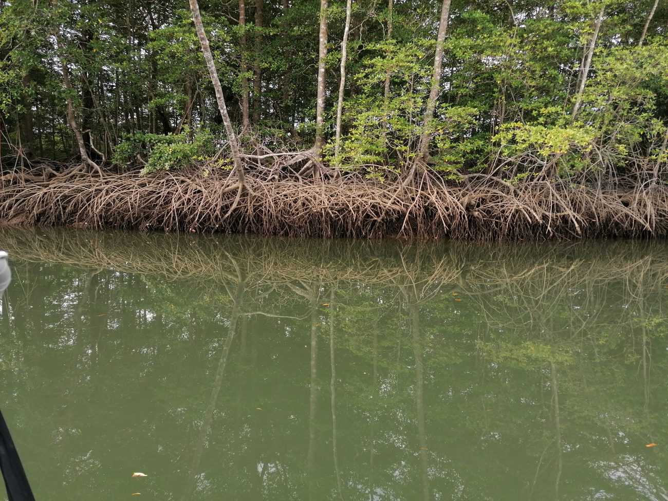 Gulf of Montijo's Mangrove