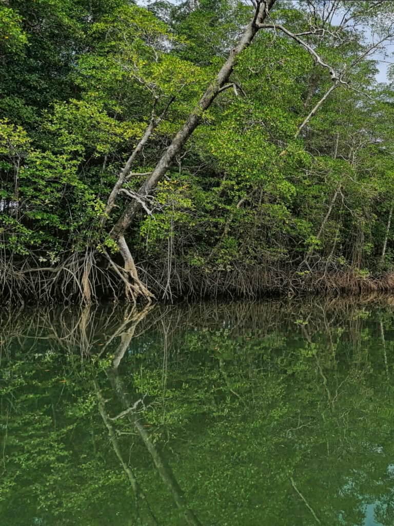 Mangrove roots growing out of the mud in the Gulf of Montijo, Panama