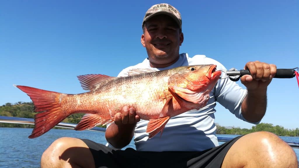 Red Snapper Panama