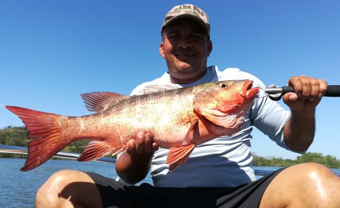 Red Snapper Panama