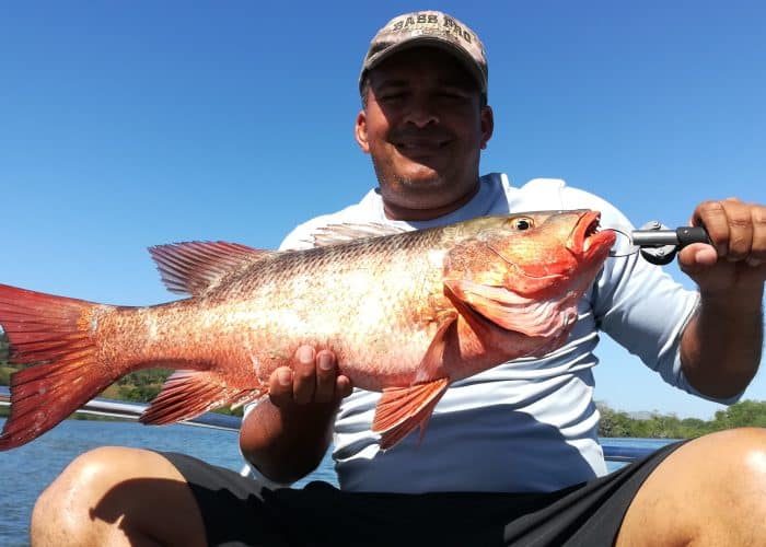 Red Snapper Panama