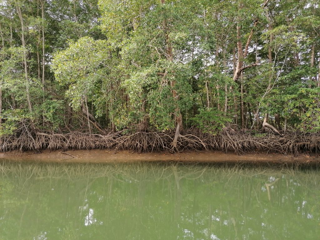 Mangrove forest along a river in the Gulf of Montijo, Veraguas