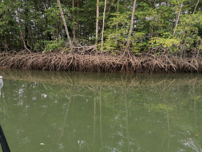 Raíces del manglar con la marea baja en el Golfo de Montijo