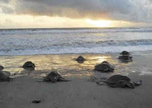 Sea Turtle Arribada at Isla Cañas