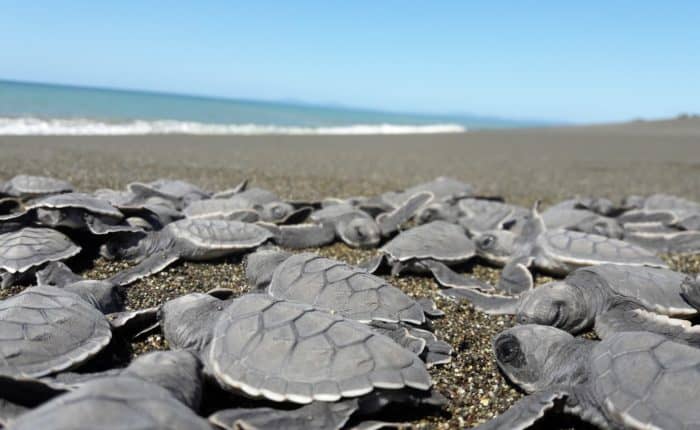 Sea Turtle Conservation in Panama