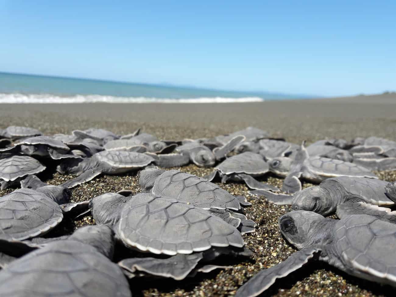 Sea Turtle Conservation in Panama