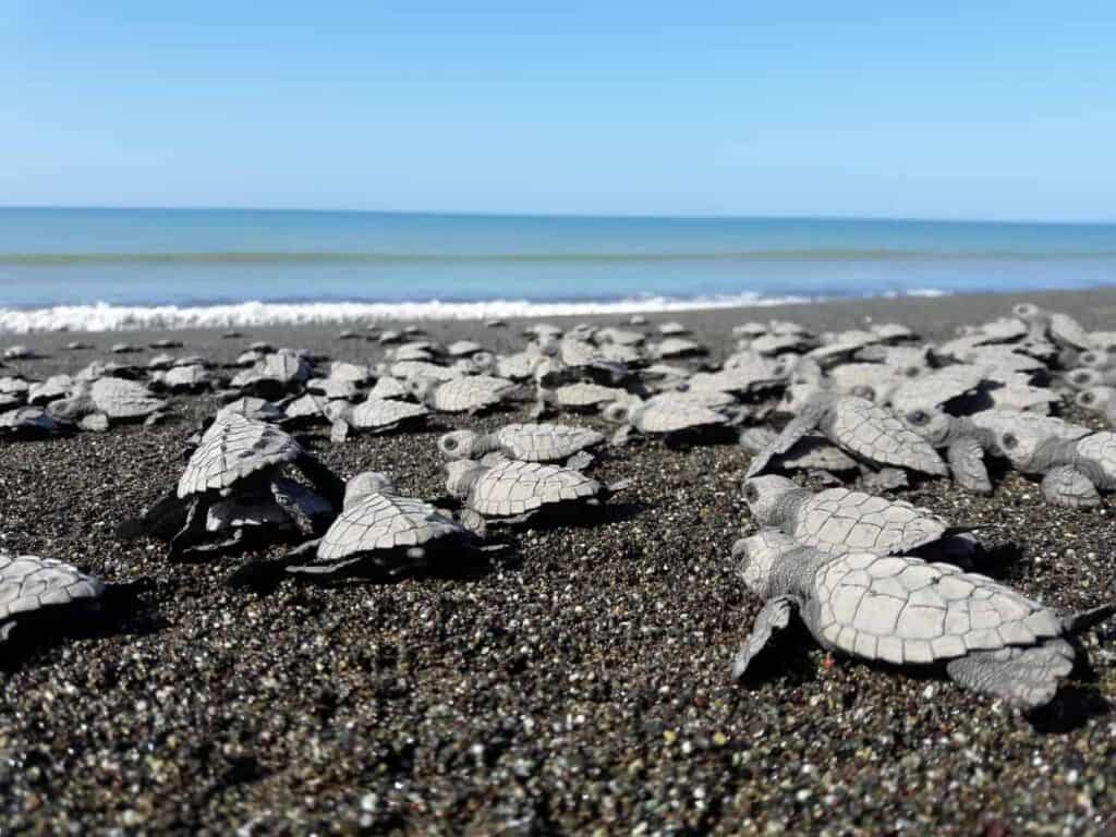EcoRuta Tortuga