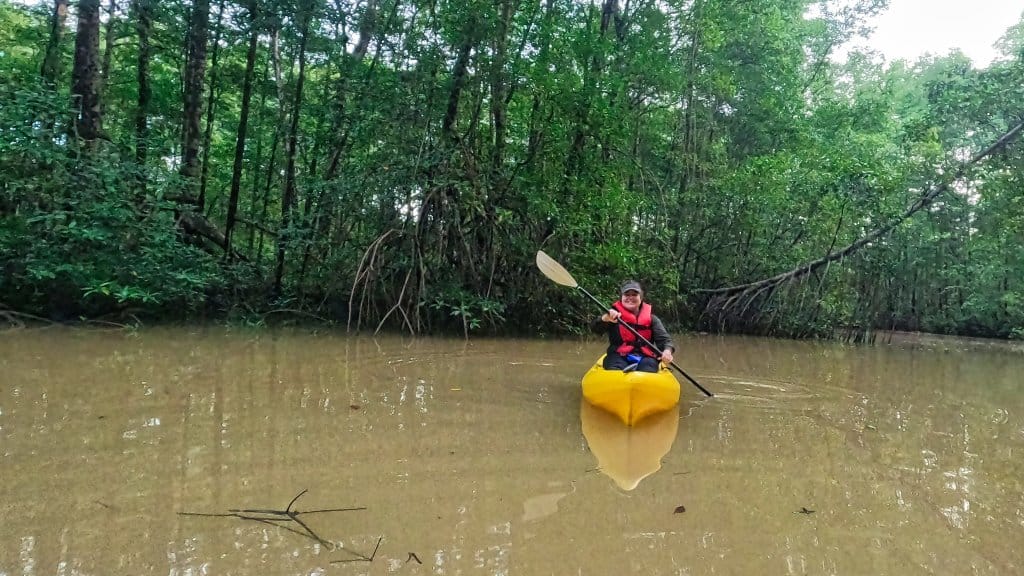 Kayaking through the mangroves of the Gulf of Montijo at sunrise