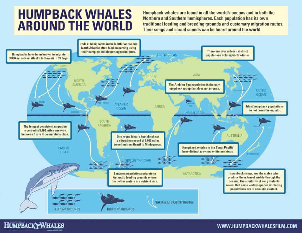 Humpback Whales Routes, Panama whalewatching