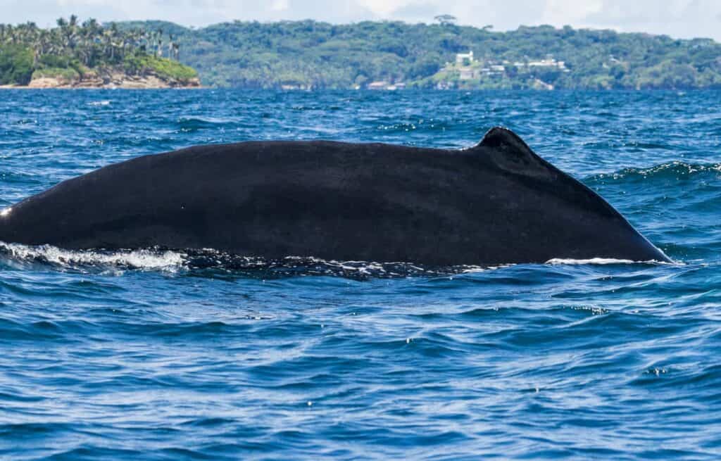 Humpbacks where the name come from?