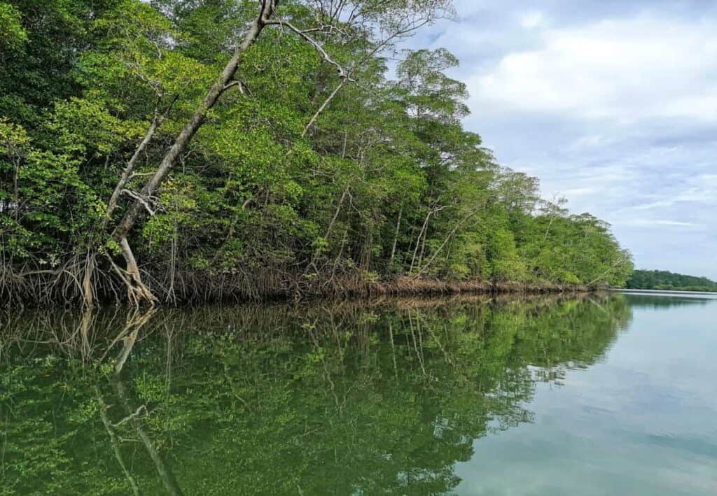 Canal de manglar en el Golfo de Montijo, Veraguas, Panamá