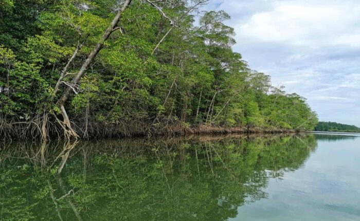 Mangrove in Panama, Gulf of Montijo