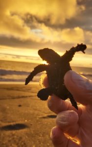 Mata Oscura, Sea Turtle Protection