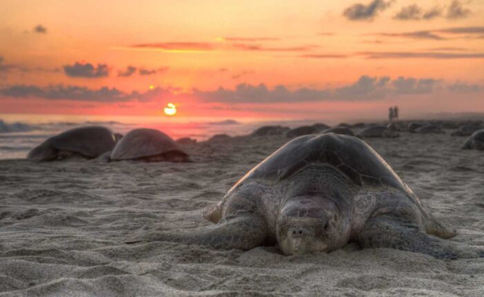 Sea Turtle Nesting