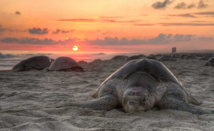 Sea Turtle Nesting at Sunset