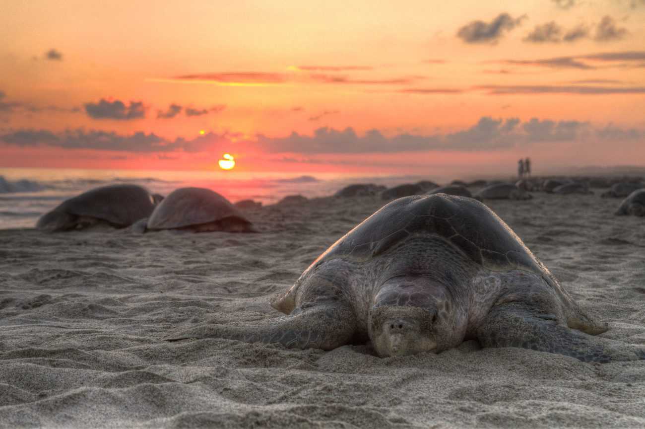 Sea Turtle Nesting at Sunset