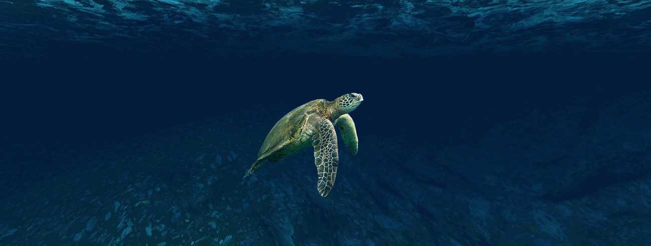 Sea Turtle at the Open Sea