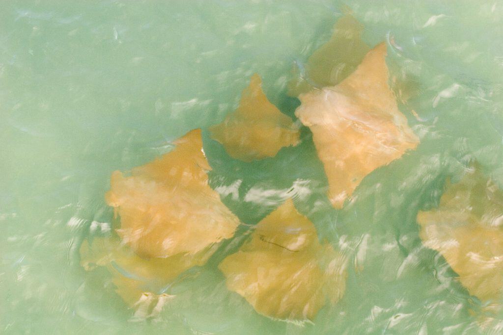 Stingrays resting on the sandy bottom next to the mangroves in Panama