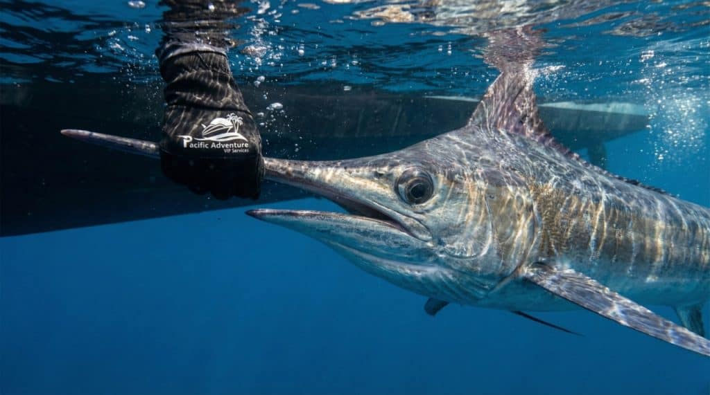 Marlin underwater near Hannibal Bank, Panama