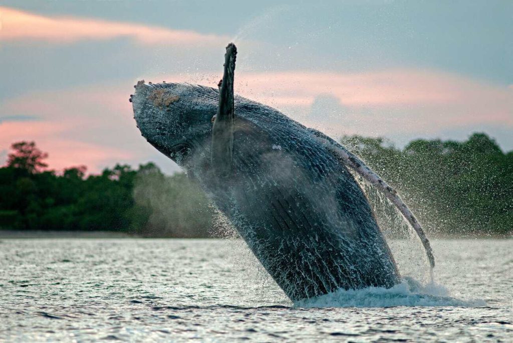 Pesca al amanecer en Panamá