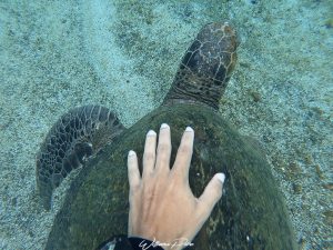Coiba is Sea Turtles Paradise - Granito de Oro