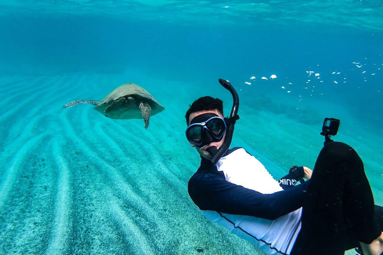 Sea Turtles in Granito de Oro - Panama