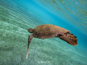 Sea Turtles in Coiba - Granito de Oro
