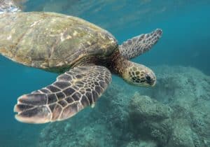 How long do sea turtles live?