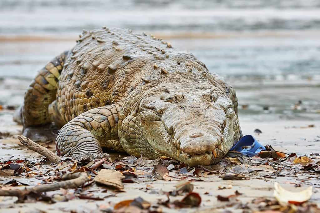 Coiba Cocodrille