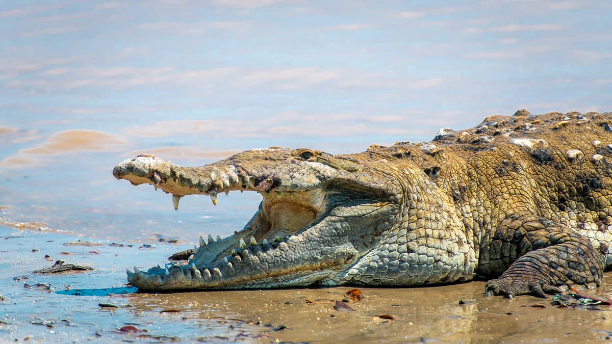 Coiba big cocodrile