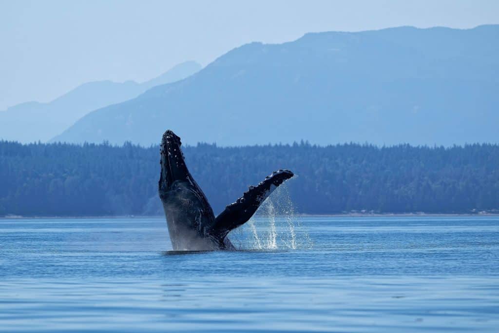 Humpback whale jumping out of the water in Panama