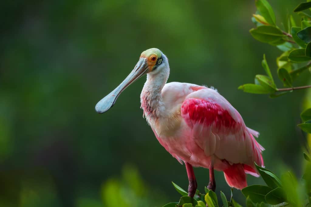 Roseate spoonbill perched on a mangrove branch in Panama
