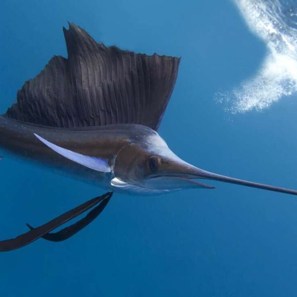 sailfish running away
