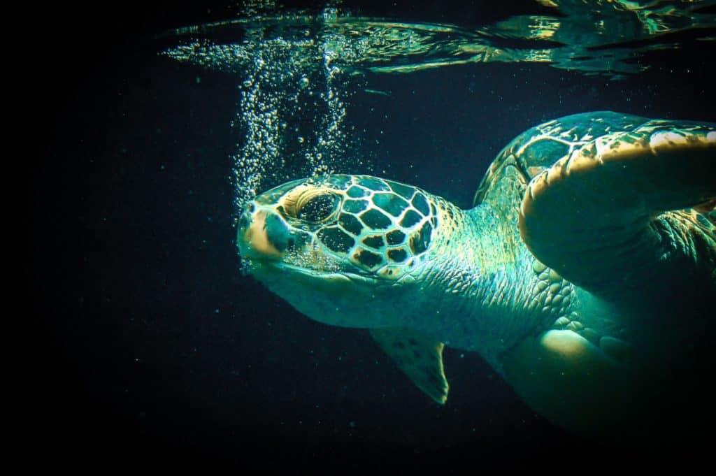 Sea Turtles Can Breathe Underwater?