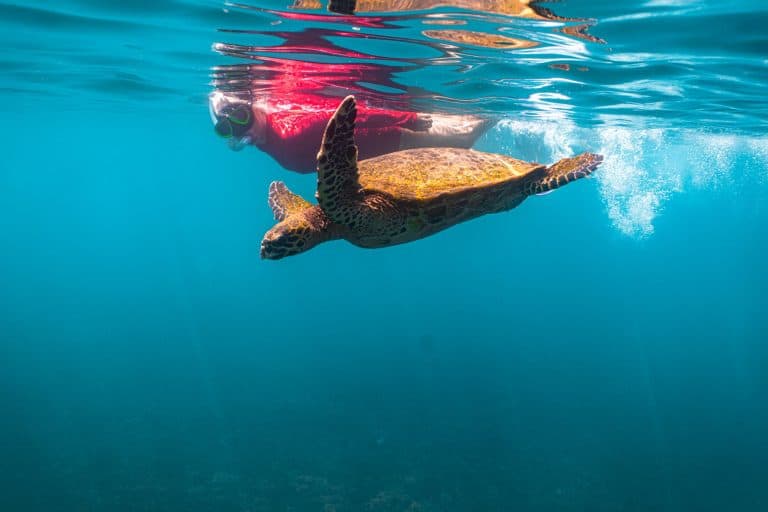 Tortuga marina nadando bajo un snorkelista en Coiba