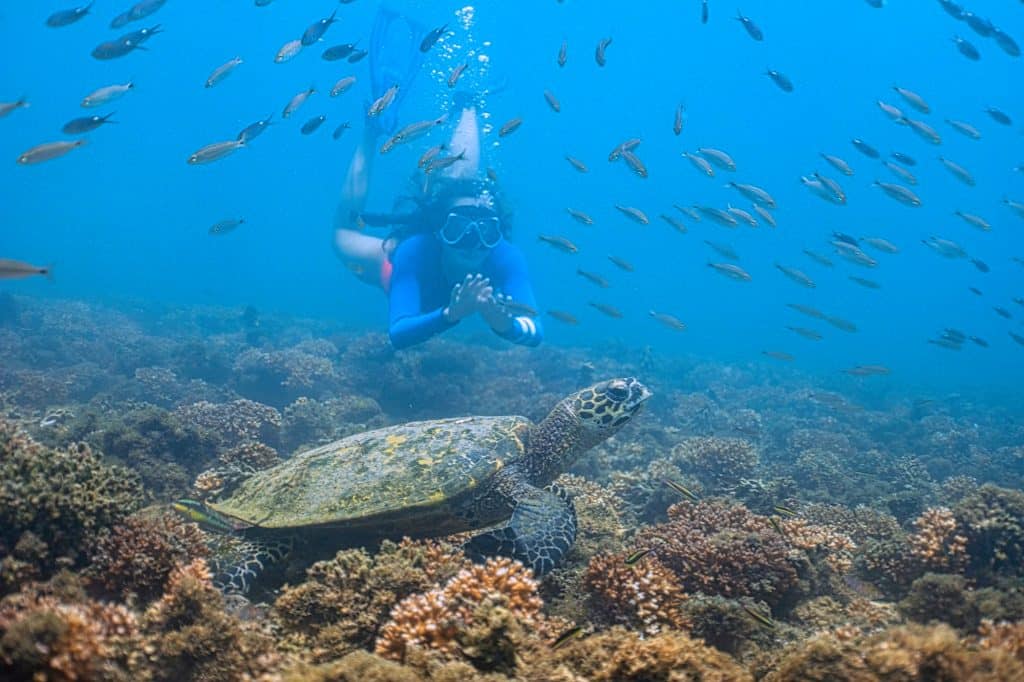 Snorkelers with reef fish and a sea turtle in Coiba National Park