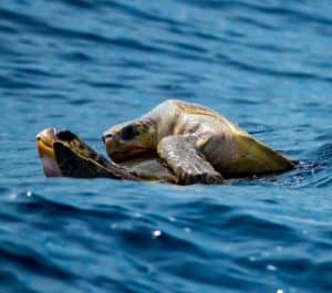 How do sea turtles reproduce?