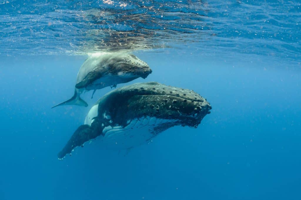 Ballenas jorobadas en su hábitat natural, nadando en aguas cristalinas durante un tour.